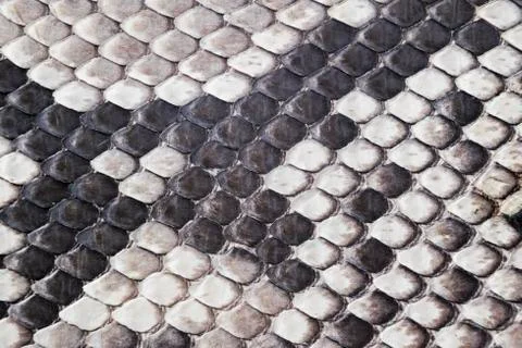 Structure natural snake skin pattern. Piton skin background. Python skin text Stock Photos