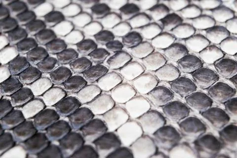 Structure natural snake skin pattern. Piton skin background. Python skin text Photos