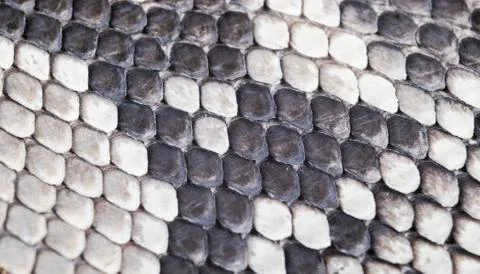 Structure natural snake skin pattern. Piton skin background. Python skin text Stock Photos