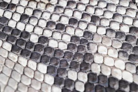Structure natural snake skin pattern. Piton skin background. Python skin text 스톡 사진