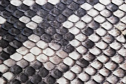 Structure natural snake skin pattern. Piton skin background. Python skin text 스톡 사진