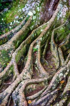 Structure in Nature - Leaf with beautiful design and structure Photos