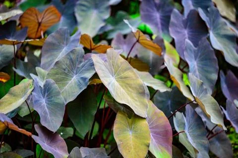 Structure in Nature - Leaf with beautiful design and structure Photos