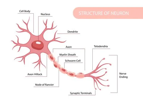 Structure of neuron diagram. Vector illustration Stock Illustration