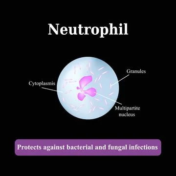 The structure of the neutrophil. Vector illustration Stock Illustration