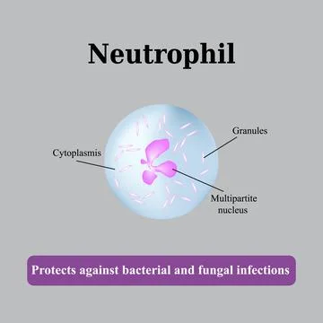 The structure of the neutrophil. Vector illustration Stock Illustration