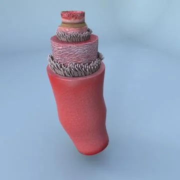 Structure of a Normal Heart Artery 3D Model