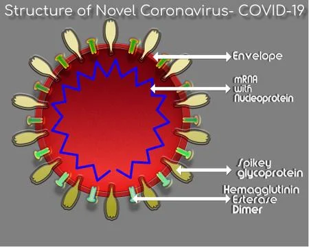 Structure of Novel Coronavirus with labels. Stock Illustration