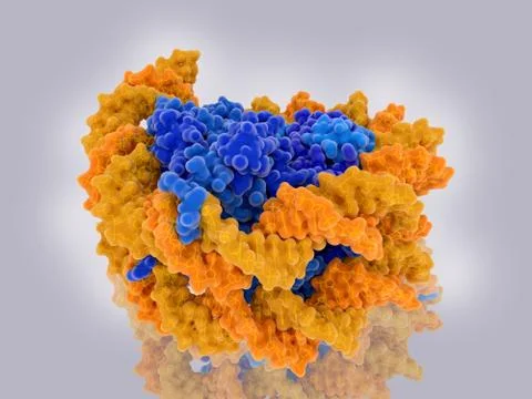 Structure of a nucleosome Stock Illustration
