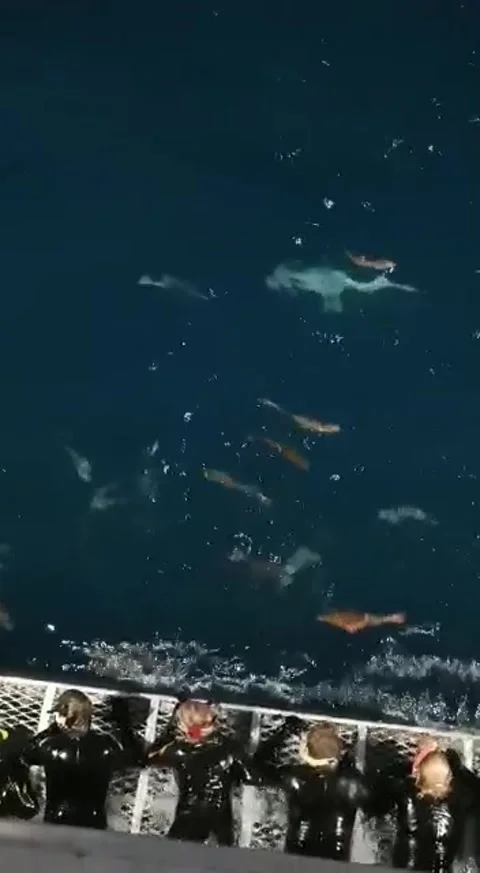 Structure for observing fish in the sea Video stock 324959319