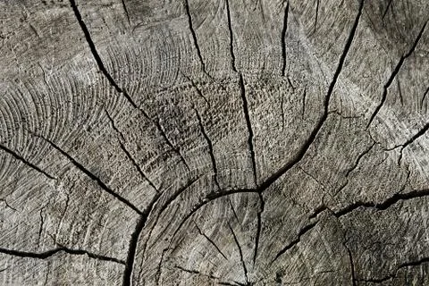 Structure of old cutting log Stock Photos
