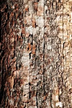 The structure of old decayed wood Stock Photos