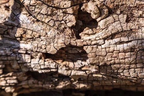 Structure of old decaying wood, which is destroyed by fungi, sun and moistu.. Foto stock