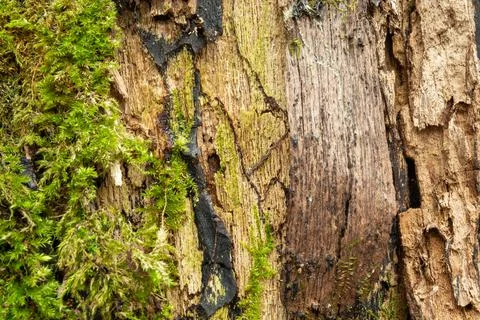 Structure of an old tree with moss Stock Photos