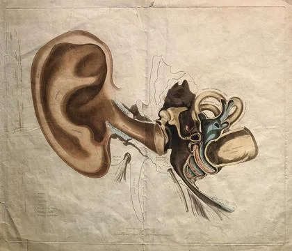 Structure of the outer and inner ear. Coloured stipple engraving by J. Stew.. Illustrazione stock