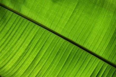 The structure of a palm leaf. Banana tree leaf in thailand garden Stock Photos