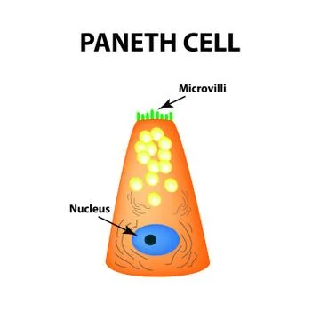 The structure of Paneth cells. Davidoff's cell. fographics. Vector illustration Stock Illustration