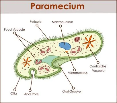 The structure of Paramecium saudatum Illustrazione stock