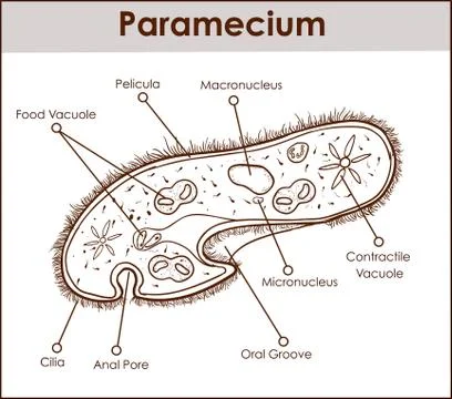 The structure of Paramecium saudatum Stock Illustration