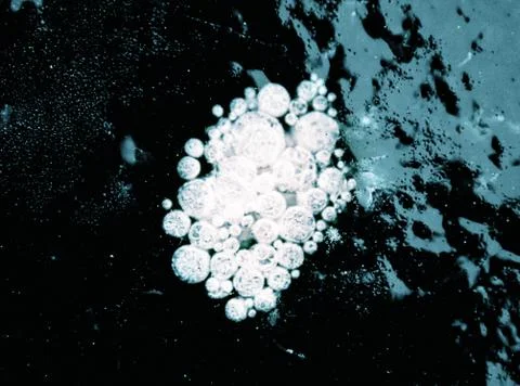 Structure, pattern and crystals of newly formed ice Foto stock