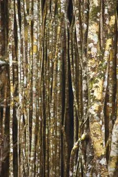 Structure, pattern, deposits, patina, art, nature, nature art on tropical tree, Stockfoto's