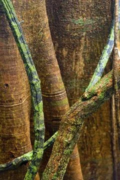 Structure, pattern, deposits, patina, art, nature, nature art on tropical tree, Stockfoto's
