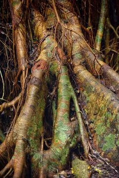 Structure, pattern, deposits, patina, art, nature, nature art on tropical tree, Stockfoto's