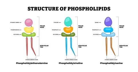 Structure of phospholipids structure diagram, educational medical poster de.. Stock Illustration