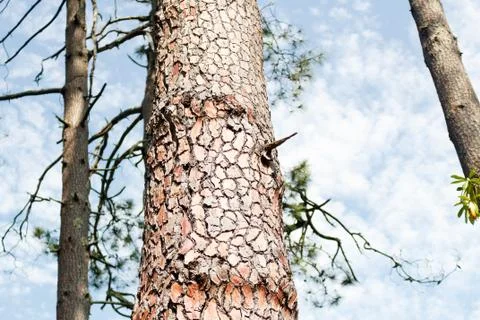 Structure of pine tree bark closeup with trees against sky. Background, Batumi Stock Photos