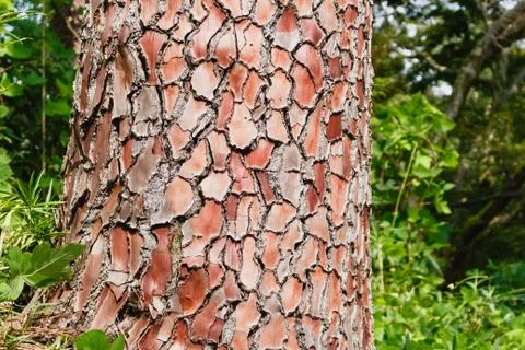 Structure of pine tree bark with green plants background. Texture, background Stock Photos