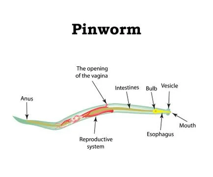 The structure of pinworms. Pinworm. Vector illustration on isolated background Stock Illustration