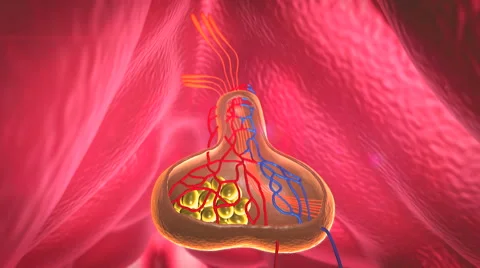 Structure of pituitary, Internal organs in a human body Vidéo 49829657