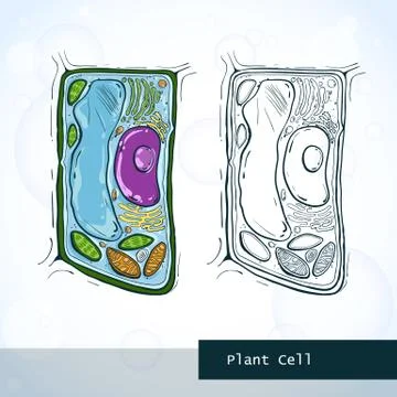 Structure of plant cell Illustrazione stock