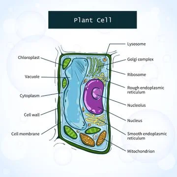 Structure of plant cell Stock Illustration