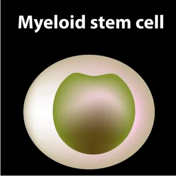 The structure of platelets. Platelets are a blood cell. myeloid, stem, cell Stock Illustration