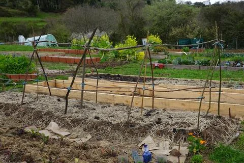 Structure with poles to support climbing crops in the vegetable garden. bed.. Stock Photos
