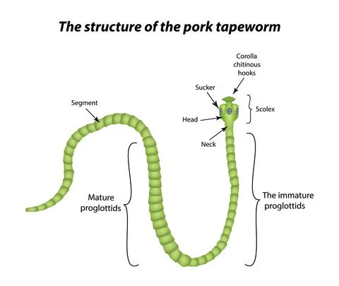 The structure of the pork tapeworm. Vector illustration on isolated background Illustrazione stock