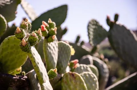Structure of the prickly pear cactus. Thickets of cacti Opuntia surface. Stock Photos