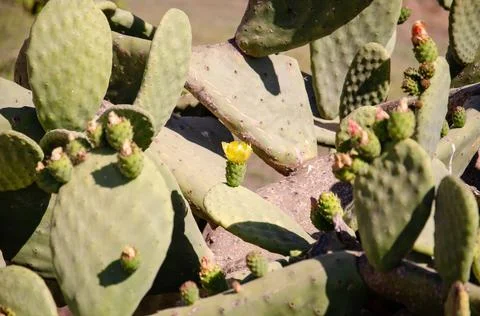 Structure of the prickly pear cactus. Thickets of cacti Opuntia surface. Stock Photos