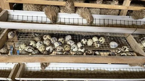 The structure of the quail cages on the farm is made of bamboo Stock-Fotos