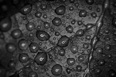 Structure of raindrops on a leaf, detailed view, black white Stock Photos