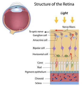 Structure of the retina Illustrazione stock