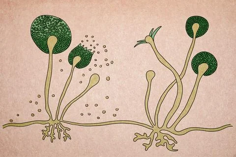 Structure of Rhizopus mold, also known as bread mold, black fungus, illustrat Stock Illustration