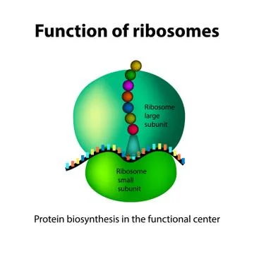 The structure of the ribosome. Functions. Infographics. Vector illustration on Stock Illustration