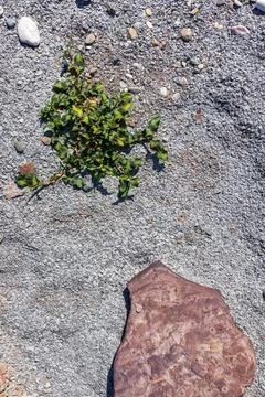The structure of the rock bottom is a shallow mountain river, a stone shelf, Stock Photos