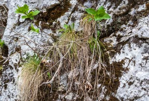 The structure of the rock surface in the section, quarrying in the natural en Stock Photos