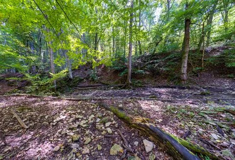 The structure of the rocky bottom of a dried-up riverbed in the autumn period Stock Photos