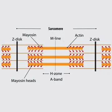 Structure of the sarcomere the contractile unit of skeletal muscles. myosin and  Illustrazione stock