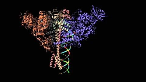 Structure of SARS-CoV2 replication-transcription complex bound to nsp13 helicase Stock Footage 147079735
