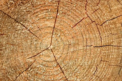 The structure of the saw cut logs Stock Photos